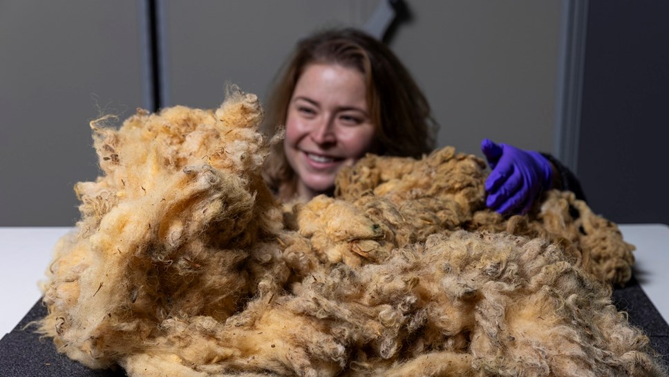 WEB Curator Sophie Goggins with Dolly the Sheep fleece. Photo © Duncan McGlynn (9)