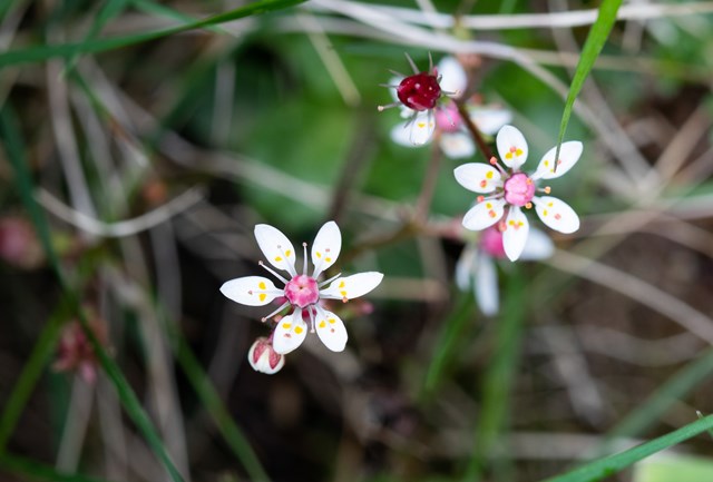 Starry Saxifrage - Ben Porter (1)