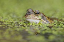 Common frog: A common frog in a pond ©Lorne Gill/NatureScot.