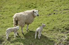 Sheep and lambs, Perthshire. ©Lorne Gill/NatureScot: Sheep and lambs, Perthshire. ©Lorne Gill/NatureScot
