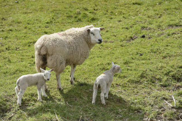 Foxes most likely responsible for lamb predation: Sheep and lambs, Perthshire. ©Lorne Gill/NatureScot