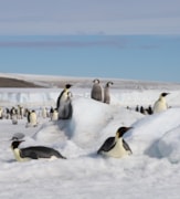 Emperor penguin chicks on a hill Peter Fretwell, BAS: Emperor penguin chicks on a hill Peter Fretwell, BAS