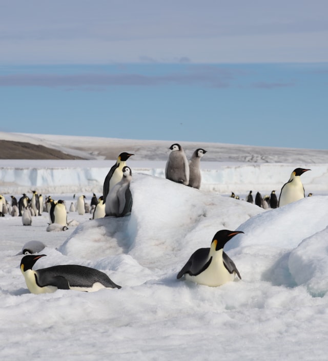 Emperor penguin chicks on a hill Peter Fretwell, BAS