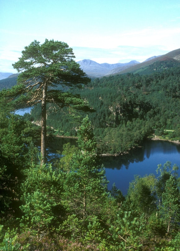 New tree species list aims to future-proof Scotland’s forests: Scots Pine - credit Forest Research-2