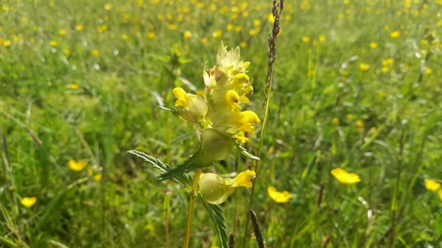 Cairnsmore of Fleet NNR - Yellow rattle meadow ©NatureScot