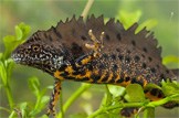 Spring Watch on the A96: Great Crested Newt 162