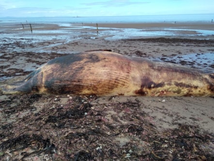 TRIGGER WARNING: Decomposing minke whale carcass on Lossiemouth West Beach.