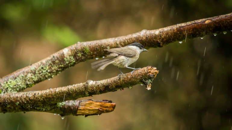 New nature site at Dalmellington
