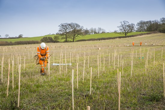 Tree planting at Finemere Wood, near Calvert, Buckinghamshire: Credit: HS2 Ltd