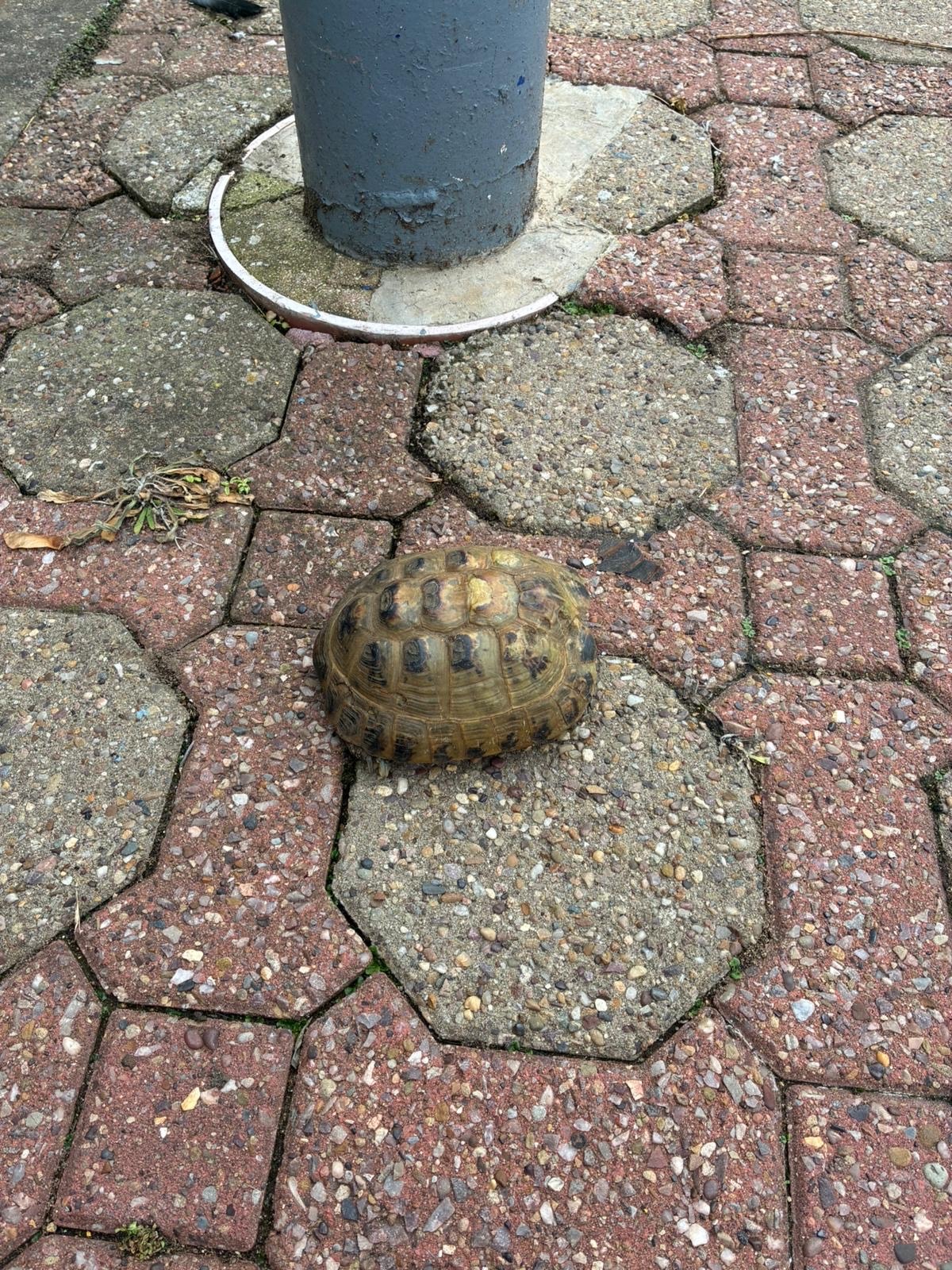 Tortoise at Bicester North 3