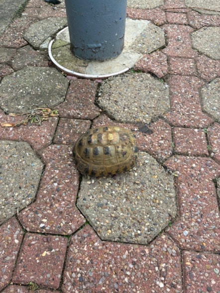 Tortoise at Bicester North 3