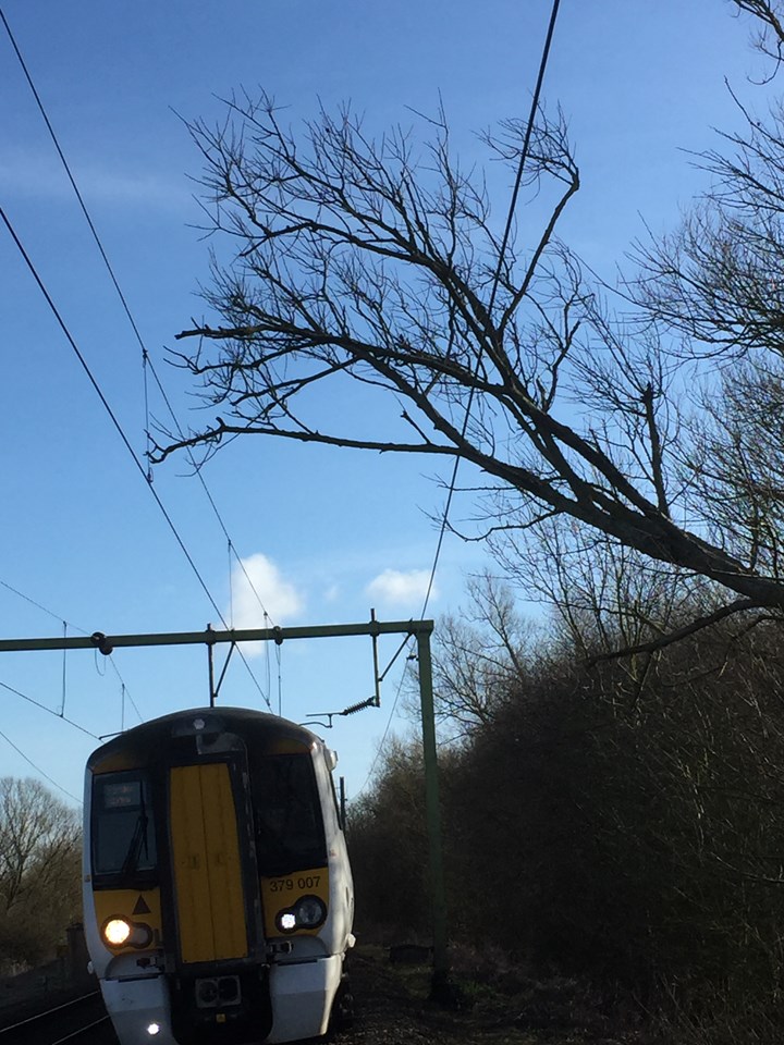 Fallen tree hits overhead wires at Roydon: ORBIS