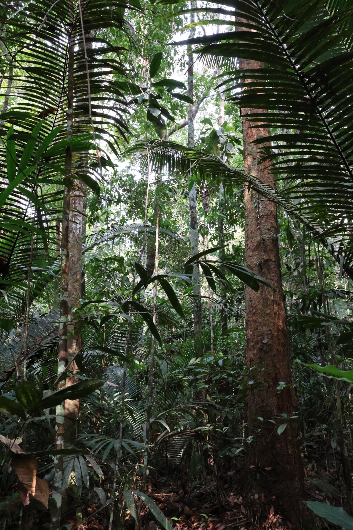 University of Cumbria academic contributes expertise on seed dispersal to new Amazon rainforest study-9