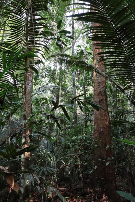 University of Cumbria academic contributes expertise on seed dispersal to new Amazon rainforest study-9
