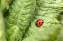 Ladybird-D5090 jpg 2000px - Facebook Instagram PowerPoint m199678