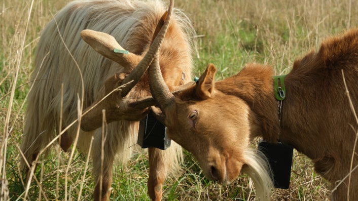 Goats Asket Hill by Louise Gibson: To protect and encourage biodiversity the grassland on Asket Hill is now managed by a herd of goats.
Picture credit: Louise Gibson