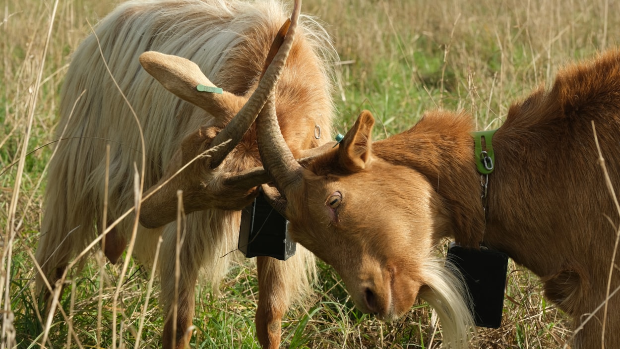 Goats Asket Hill by Louise Gibson: To protect and encourage biodiversity the grassland on Asket Hill is now managed by a herd of goats.
Picture credit: Louise Gibson