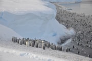 10010187 Emperor penguins Aptenodytes forsteri) on the sea ice close to Halley Research Station on the Brunt Ice Shelf. Credit Christopher Walton: 10010187 Emperor penguins Aptenodytes forsteri) on the sea ice close to Halley Research Station on the Brunt Ice Shelf. Credit Christopher Walton