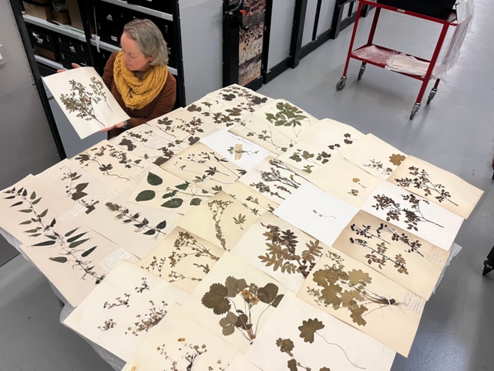 Dead Plant Society: Curator Clare Brown with just a few of the city’s vast collection of precious herbarium sheets was collected by botanists and horticulturalists over the past 200 years, with many of the fragile plants gathered in parks and grassland in east Leeds.
Stored at the Leeds Discovery Centre, the plants are now set to be studied by people living and working in the same area where they once grew, connecting their communities and ecosystems through time.