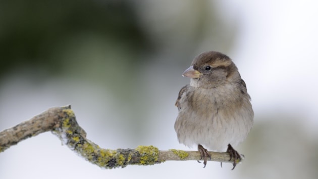 £1.1m for nature recovery projects: HouseSparrow-D5546 jpg 3000px - Press release m190496