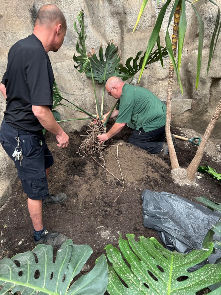 Audrey at Tropical World: The huge monstera, popularly known as a cheese plant, has been a resident in a stairwell at Leeds General Infirmary’s medical school since the 1970s, where staff affectionately named her Audrey.