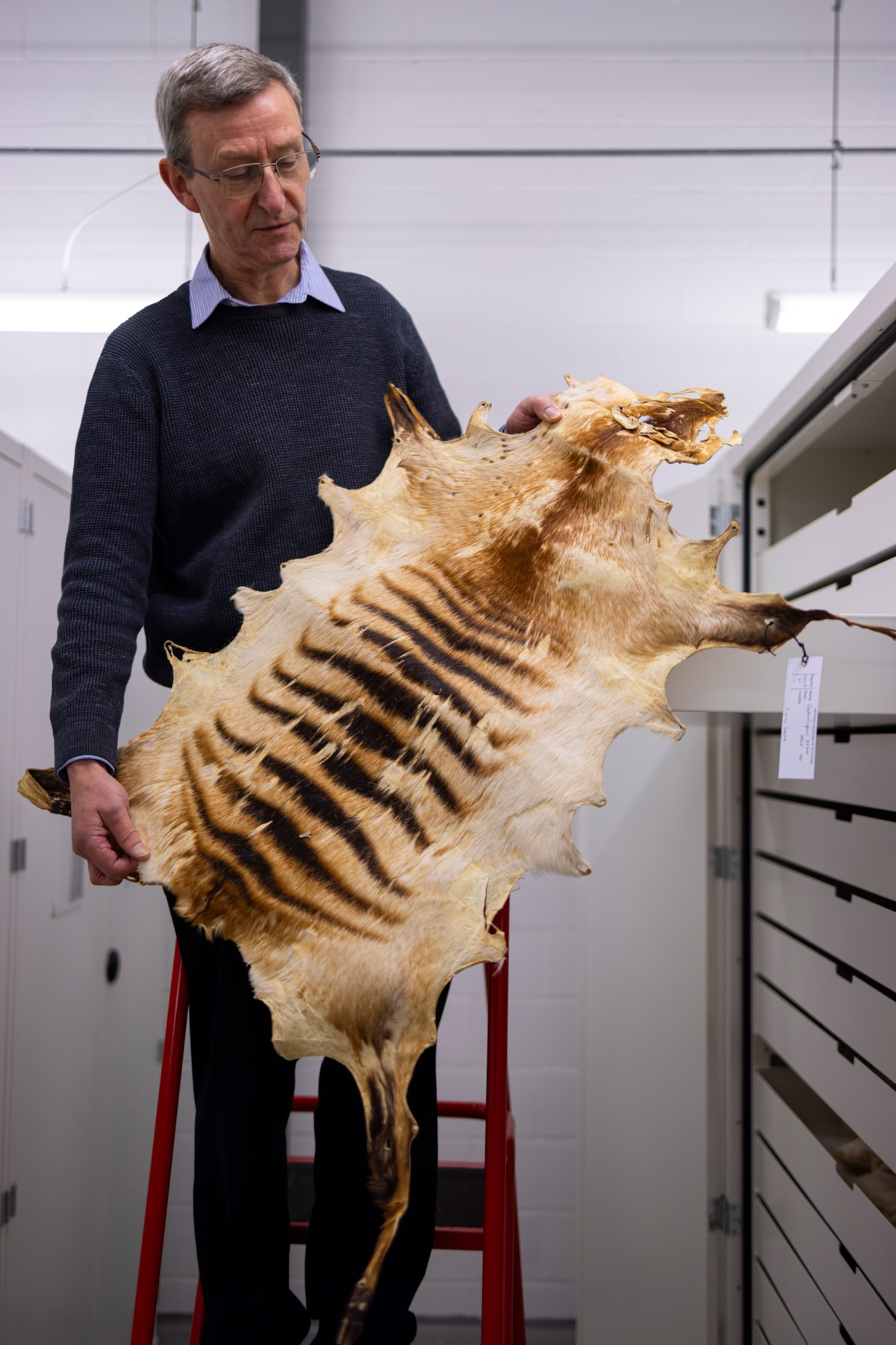 Curator Andrew Kitchener with specimens at the National Museums Collection Centre. Photo © Duncan McGlynn (1)