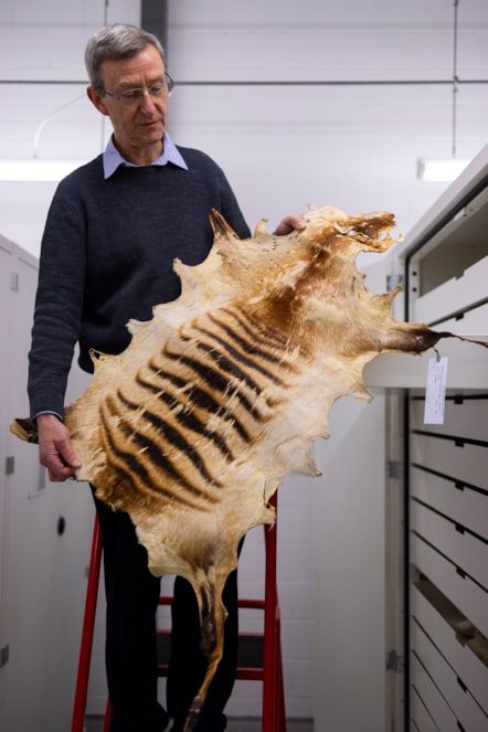 Curator Andrew Kitchener with specimens at the National Museums Collection Centre. Photo © Duncan McGlynn (1)