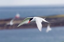 Arctic Tern - credit Lorne Gill-NatureScot - free use: Arctic Tern - credit Lorne Gill-NatureScot - free use