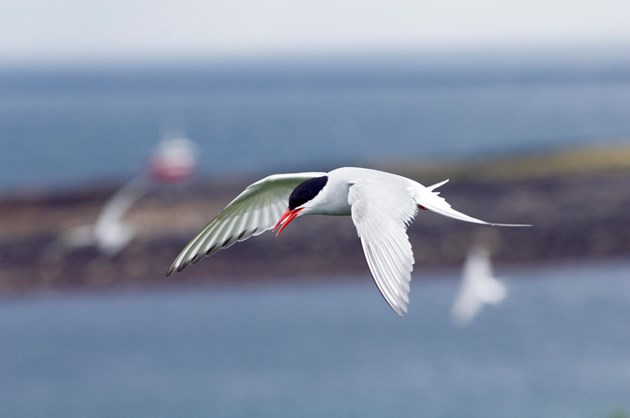 Arctic Tern - credit Lorne Gill-NatureScot - free use