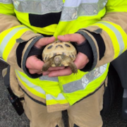 Tortoise Rescue 02.jpg: Tortoise Rescue 02.jpg