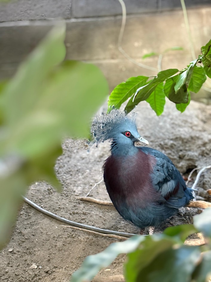 Victoria crowned pigeon-2