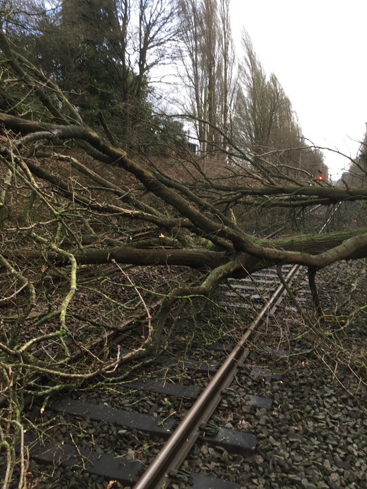 Tree on overhead lines at Four Ashes 1