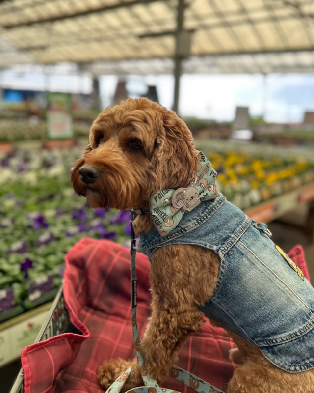 Dog in trolley