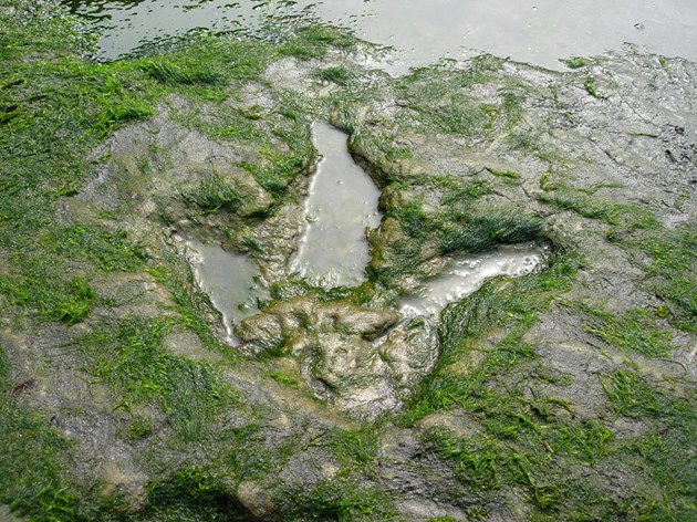 Dinosaur sites on Skye to be given official protection: An Corran - GCR site - NCO - Image of dinosaur footprint credit Colin MacFadyen SNH