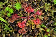 Sundew and mosses at Blawhorn Moss NNR ©Lorne Gill/NatureScot