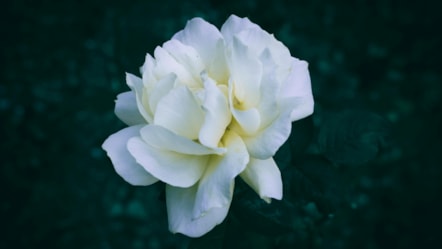 white flower
