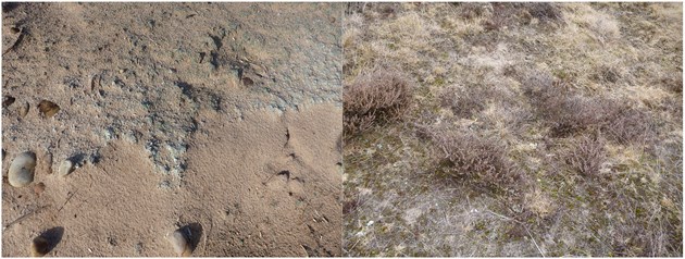 Cuthill Links Restoration - Combined before and after images. (A3265584)
