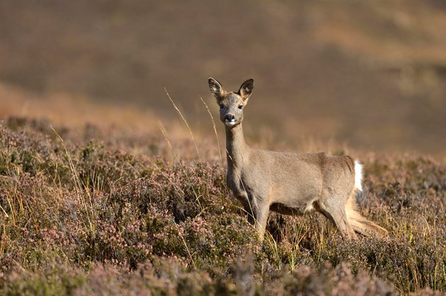 Drivers warned of deer collision risk: Roe deer ©Lorne Gill/NatureScot