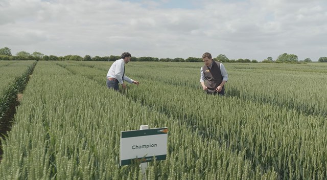 Andrew Hill and Jim Knight assess a crop of Champion at the Bleasby 3D Thinking trial site