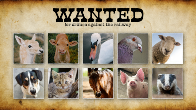 Rogues gallery of top ten animals that cause railway delays 
