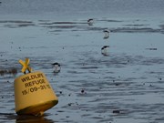 Oystercatcher and Refuge Buoy: Oystercatcher and Refuge Buoy