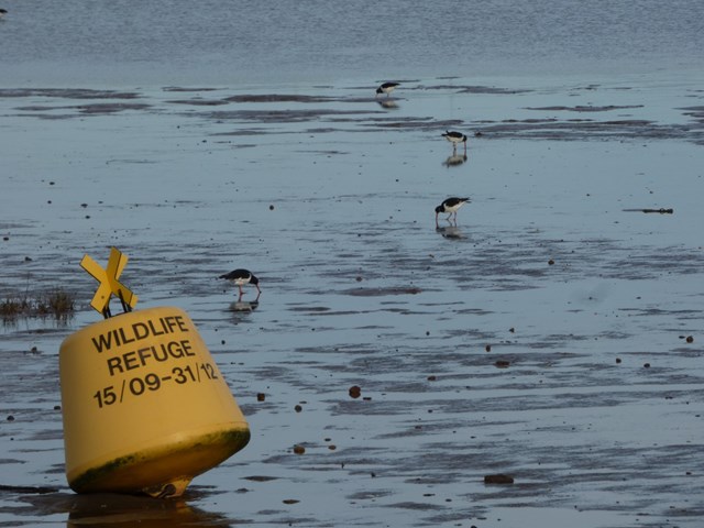 Oystercatcher and Refuge Buoy