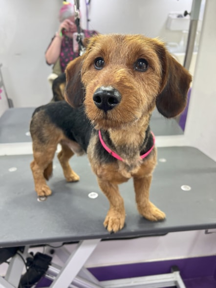 A Terrier cross Dachshund being cared for 