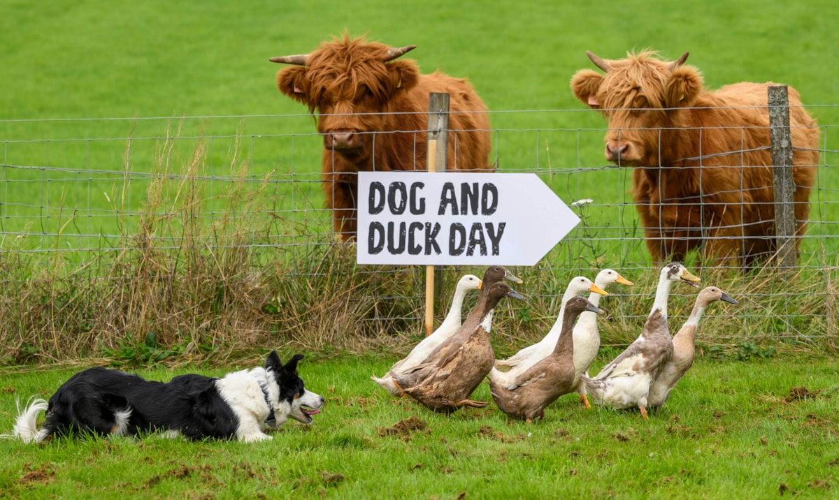 Dog&DuckDay-8