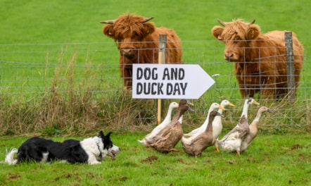 Dog&DuckDay-8