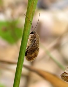 Buglife - Megalomus hirtus, Helmsdale, 20210719c (c) Nick Littlewood: Buglife - Megalomus hirtus, Helmsdale, 20210719c (c) Nick Littlewood