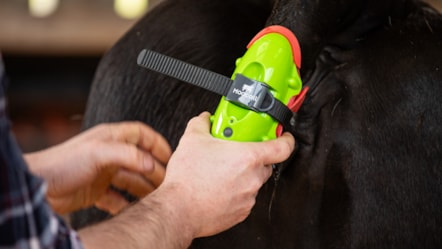 The Moocall wearable health sensor. Image © Moocall (1)