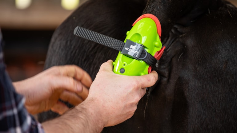 Cow ‘smart watch’ to go on display at National Museum of Rural Life