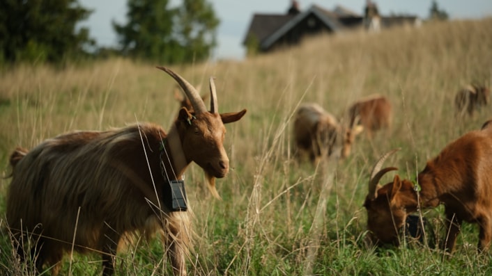The ‘goat’ of lawnmowers introduced at Roundhay grassland: Goats Asket Hill by Louise Gibson