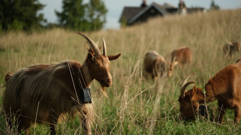 The ‘goat’ of lawnmowers introduced at Roundhay grassland: Goats Asket Hill by Louise Gibson